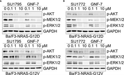 Novel Small Molecules Capable of Blocking mtRAS-Signaling Pathway